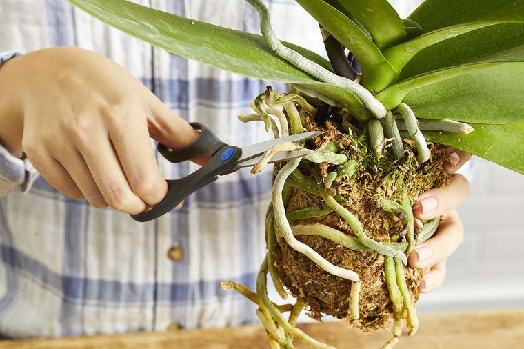 comment couper les racines des orchidées