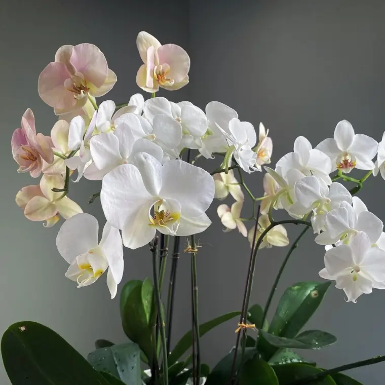 comment faire pour faire refleurir une orchidée