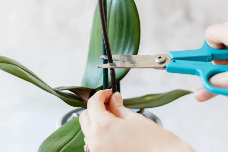 comment faire refleurir une orchidée qui n'a plus de tige