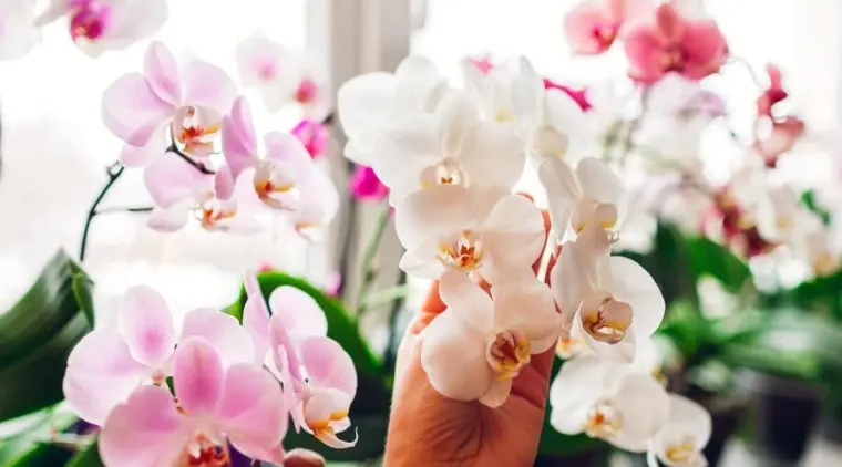 comment faire refleurir une orchidée sans tige