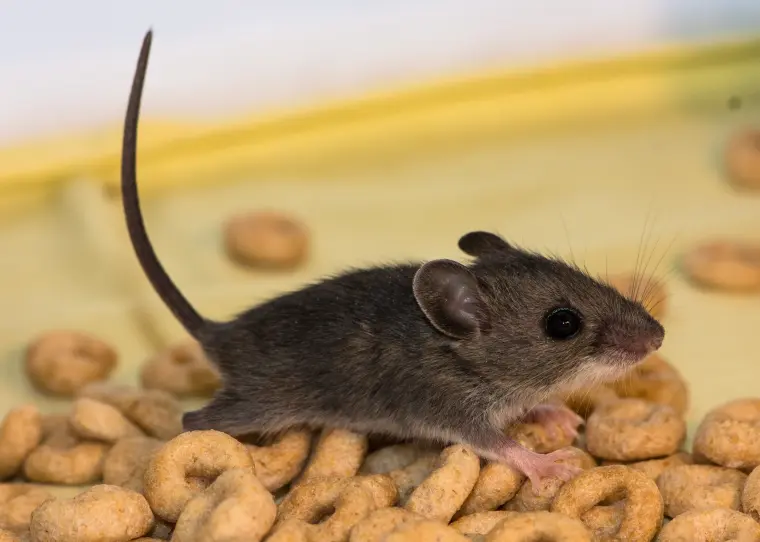 comment se débarrasser des souris dans la cuisine méthodes