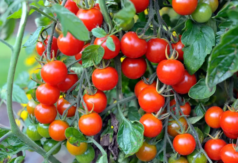 comment tailler les tomates cerises en pot