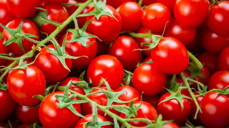 comment tailler les tomates cerises