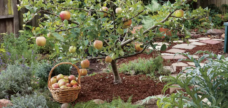 comment tailler un arbre fruitiers