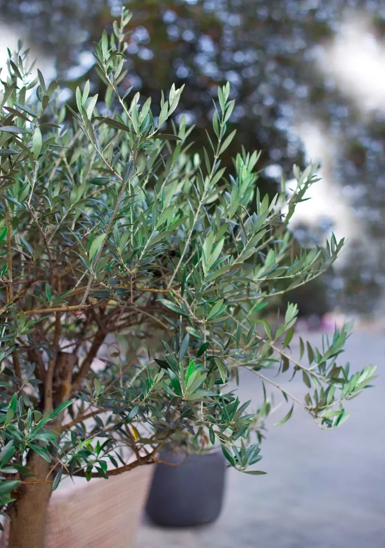 entretien olivier en pot