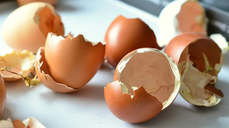 mettre les coquilles d'œuf dans le compost