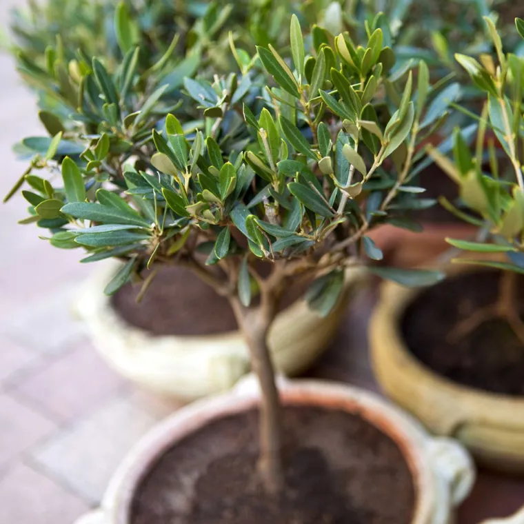 olivier pot planter entretenir