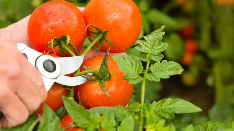 plant tomates cerises taille