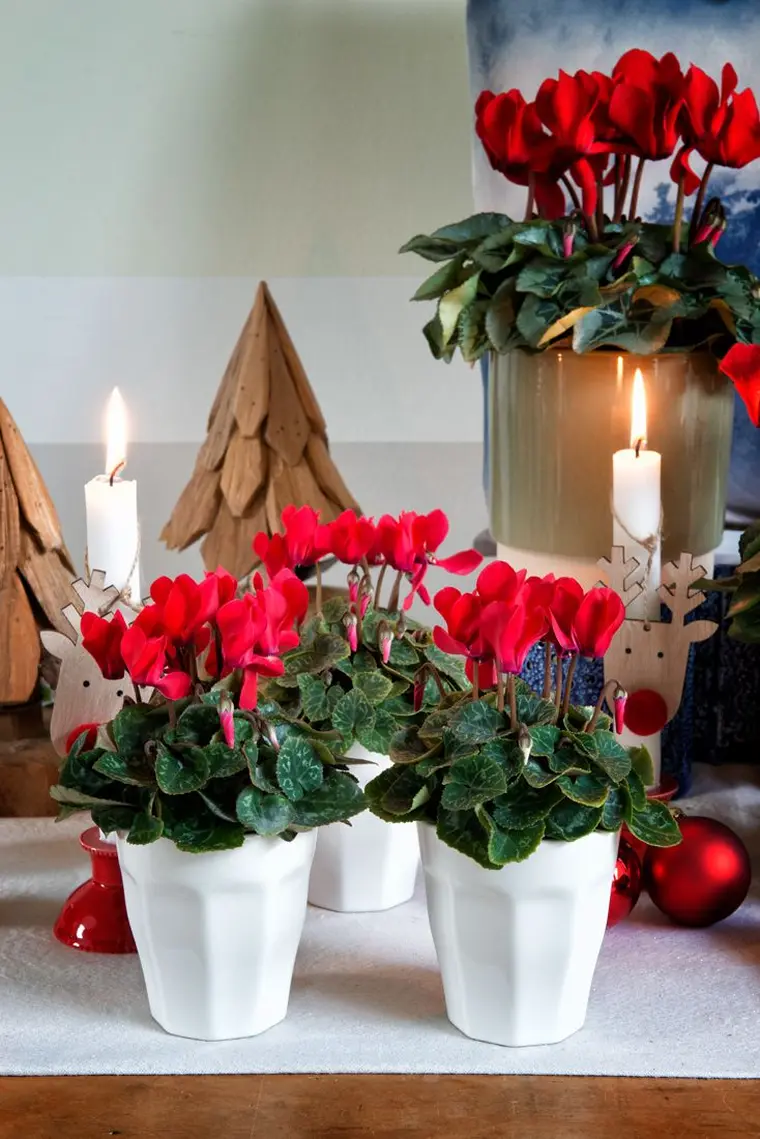 plante cyclamen pour Noël décoration maison