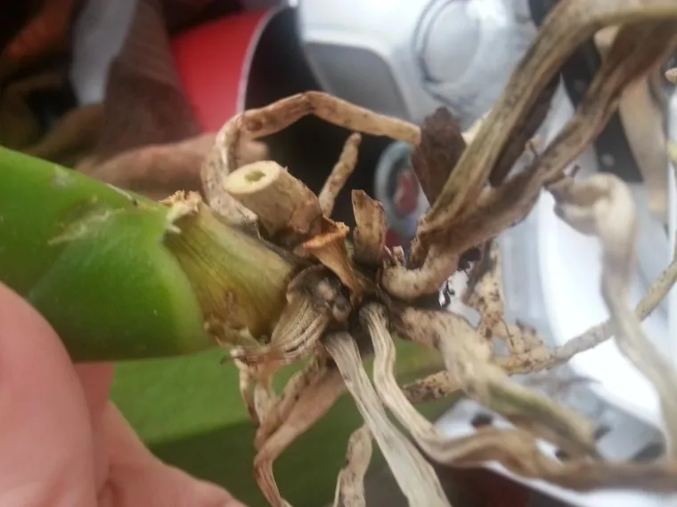 quand couper racines des orchidées