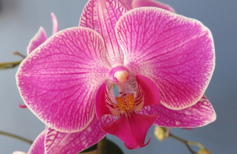 température idéale pour orchidée extérieur éte