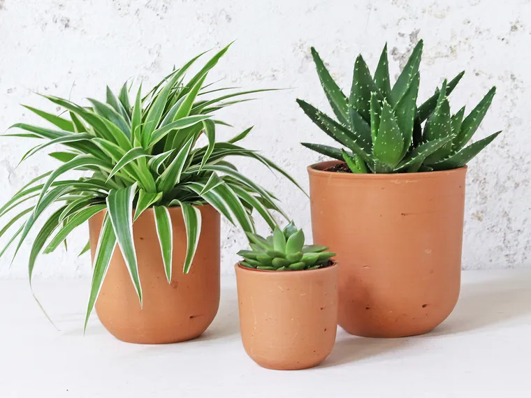 Avantages de l'utilisation de pots en terre cuite pour les plantes d'intérieur