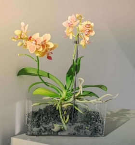 Comment couper les racines d'orchidées