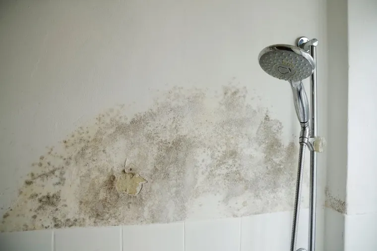 Comment nettoyer les moisissures sur les murs de la salle de bains