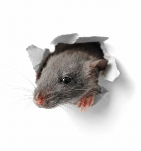 Comment se débarrasser des rats dans les murs efficacement
