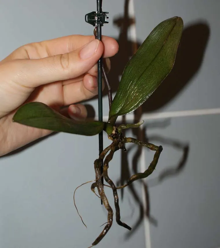 Couper les racines d’orchidée qui sont mortes