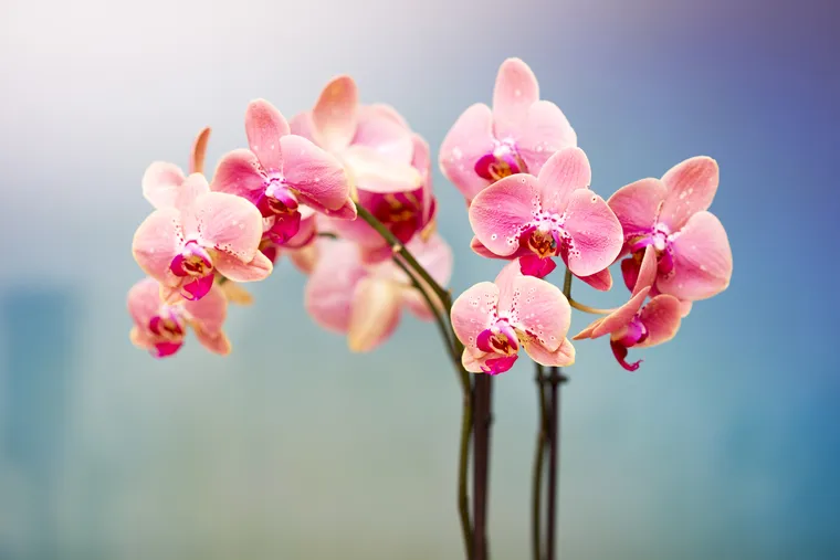 Les 4 choses les plus importantes que vous devez savoir sur les orchidées et la température