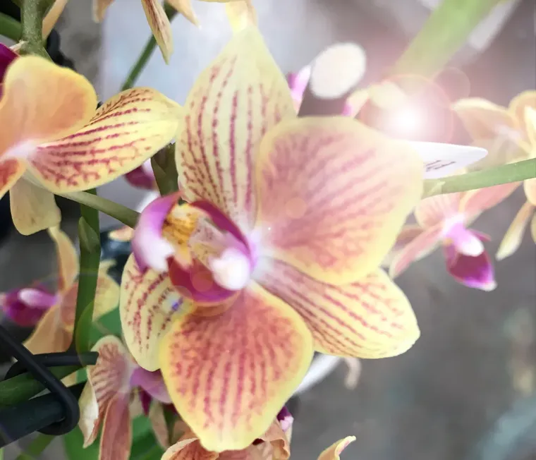 Les orchidées peuvent-elles tolérer la chaleur