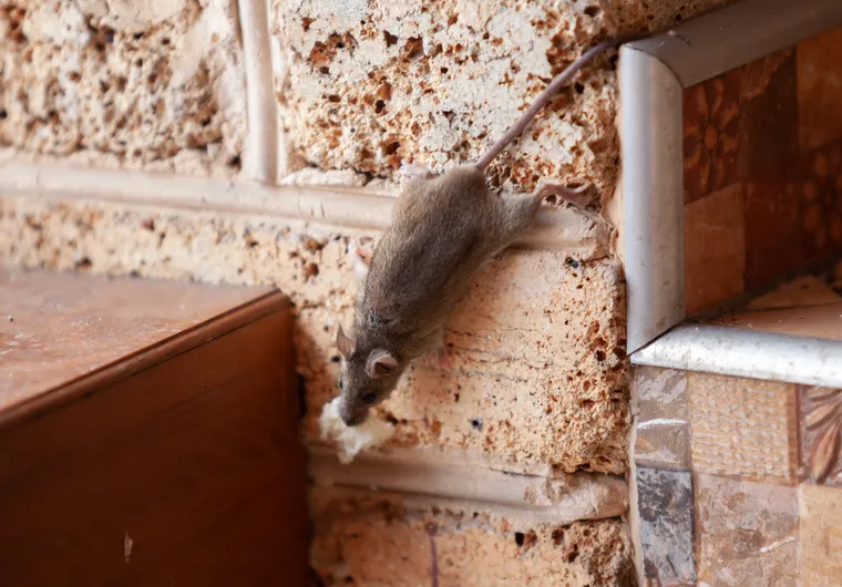 Les rats peuvent-ils ronger les murs