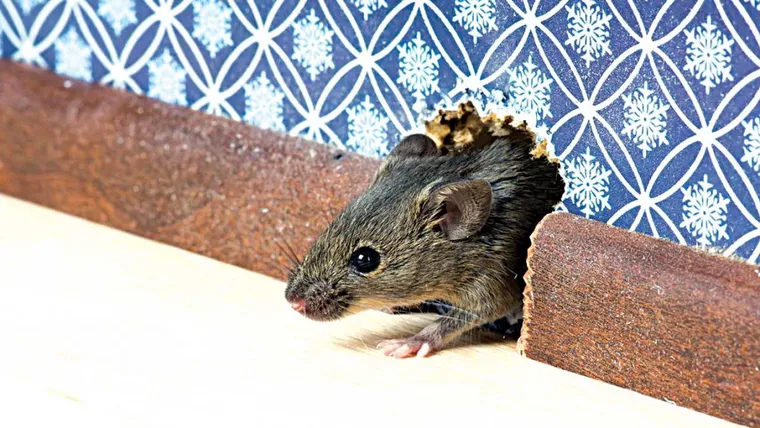 Comment se débarrasser des rats dans les murs efficacement ?