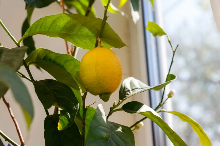 entretien citronnier en pot hiver