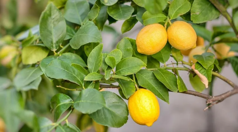 feuilles citronniers soin intérieur