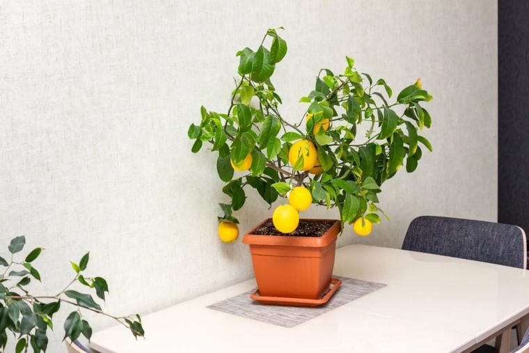 soins pour citronnier en pot hiver