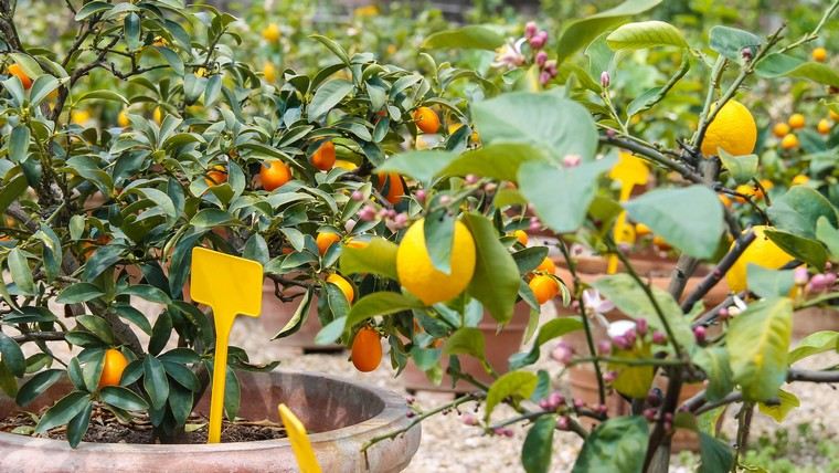 taille des citronniers en pot conserver hiver