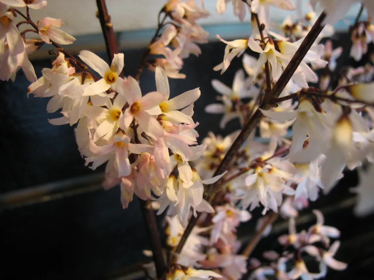 Abeliophyllum distichum 'Roseum Group' - fleur à planter en février