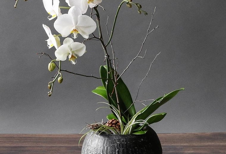 Comment prendre soin des orchidées en hiver Entretien et Protection