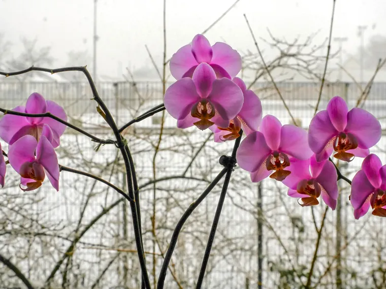 Donnez suffisamment de lumière pour le soin des orchidées en hiver