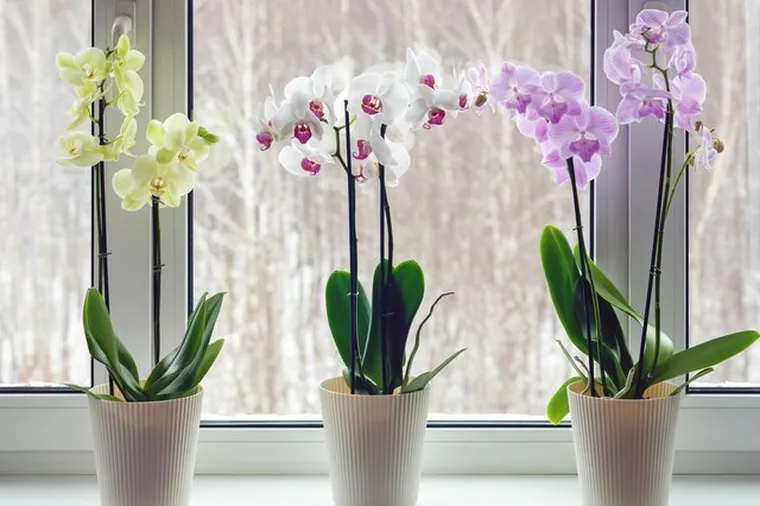 Gardez votre orchidée à l'abri de la chaleur sèche