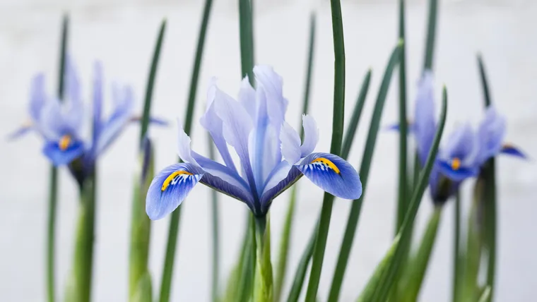 Iris d’hiver