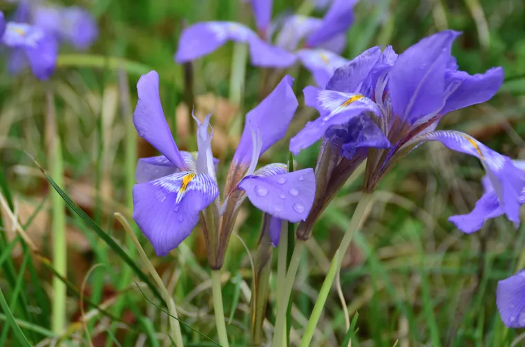 Iris unguicularis, Iris d’Algérie