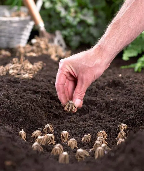 Planter les renoncules dans un sol bien drainé