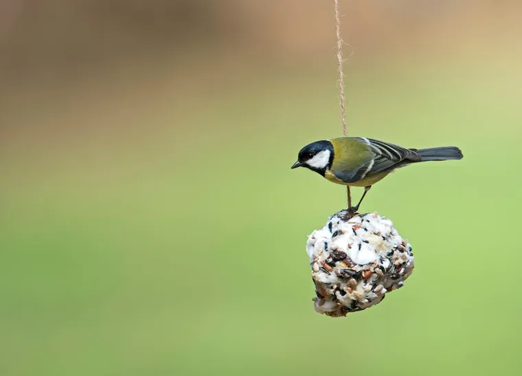 Pourquoi il ne faut pas donner des boules de graisse aux oiseaux conseils
