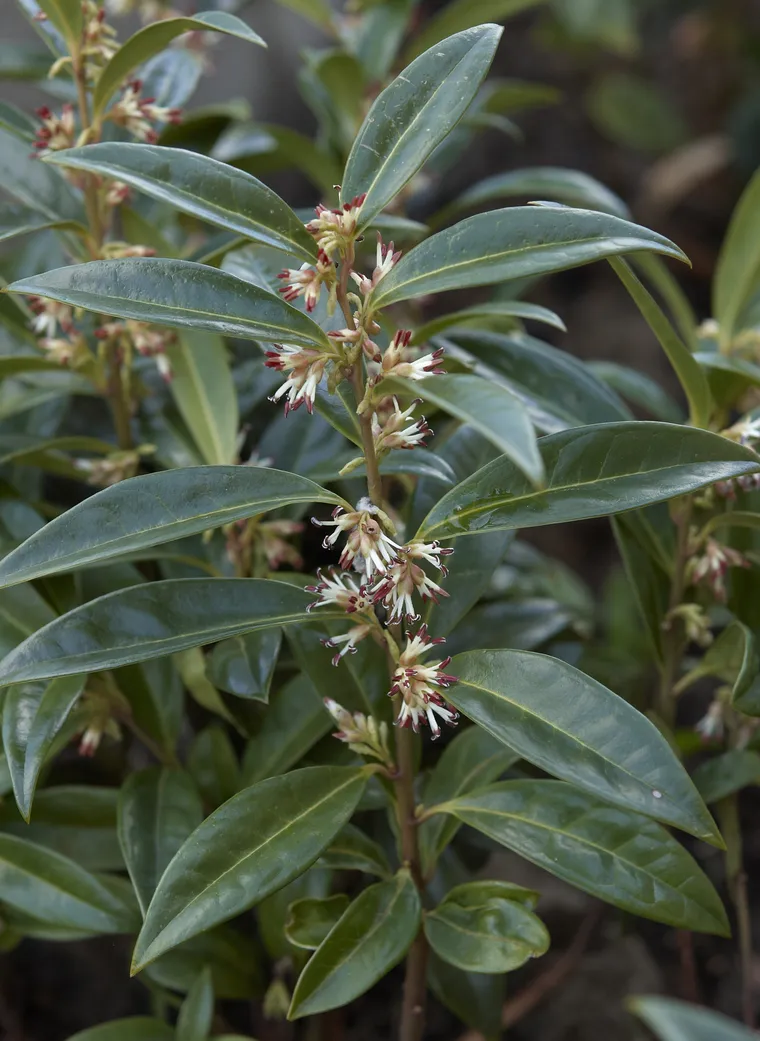Sarcococca hookeriana var humilis - fleur à planter en février