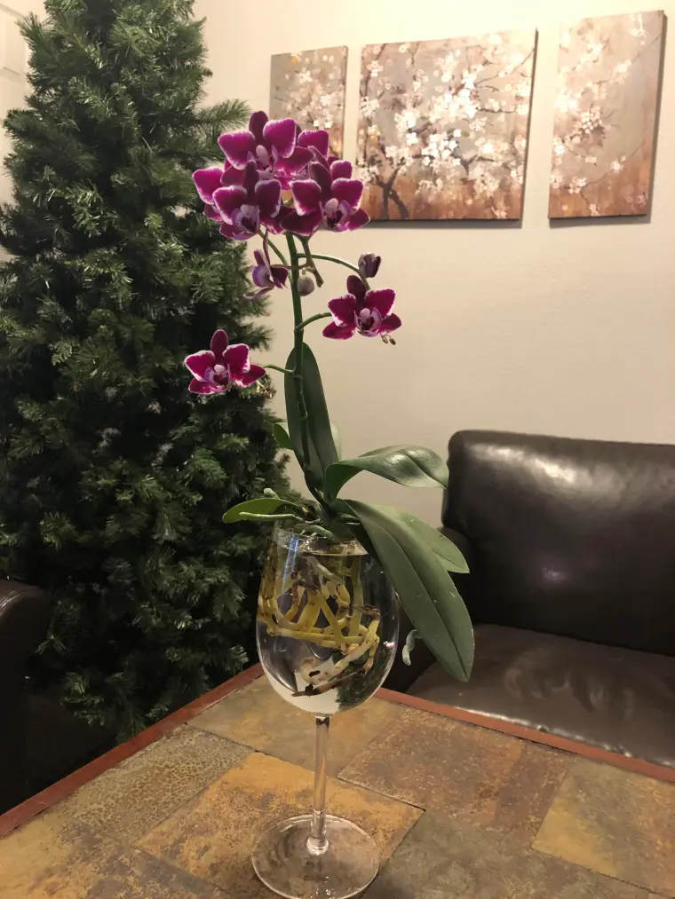 arrosage orchidée sans terre