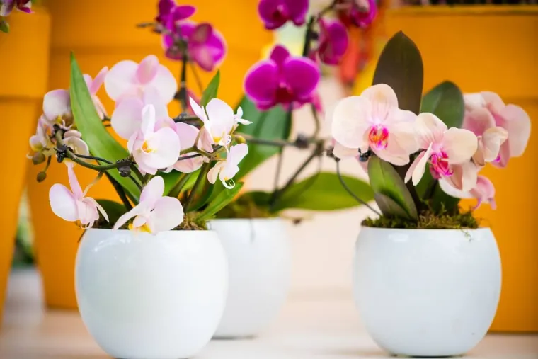 bicarbonate de soude orchidées lien