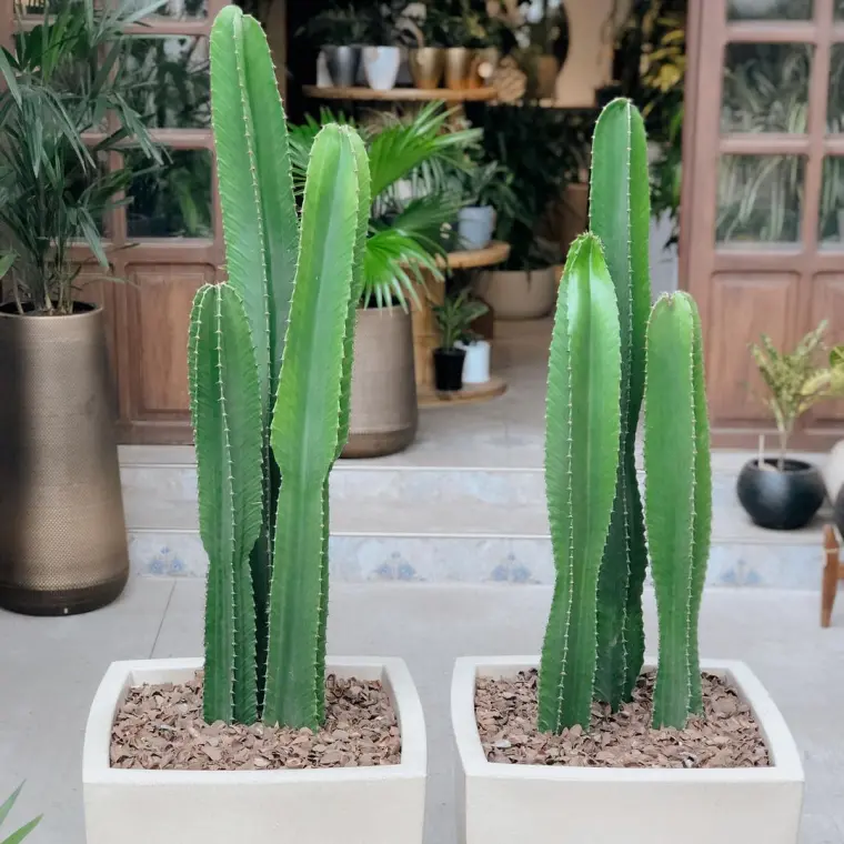 cactus euphorbe entretien