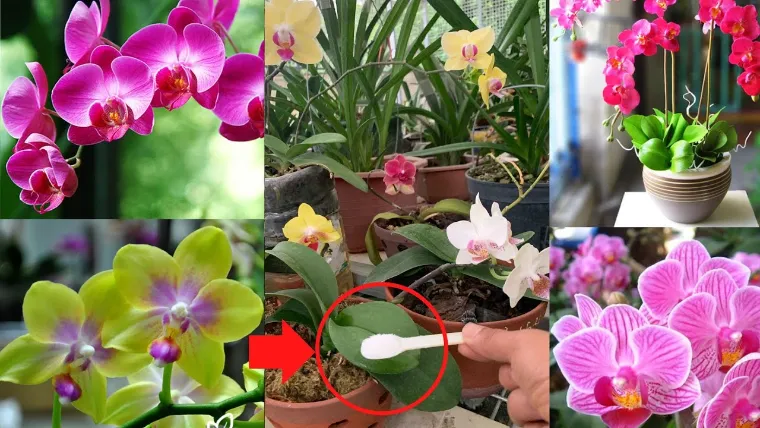 comment traiter maladies fongiques orchidées