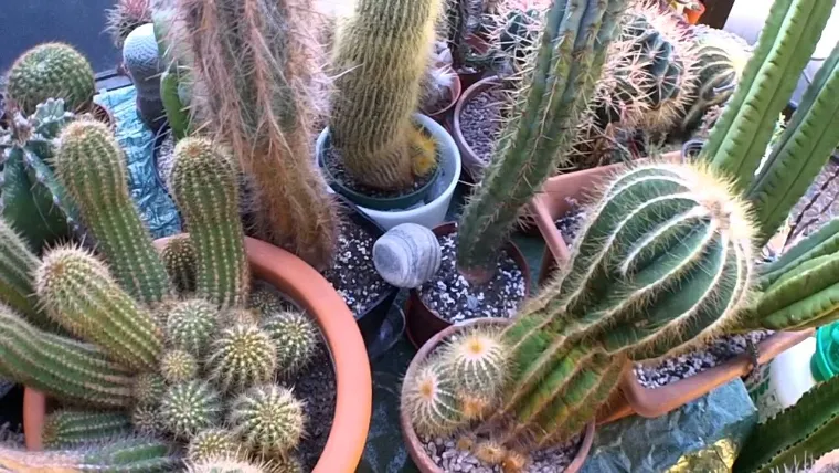 faut il rentrer les cactus en hiver guide