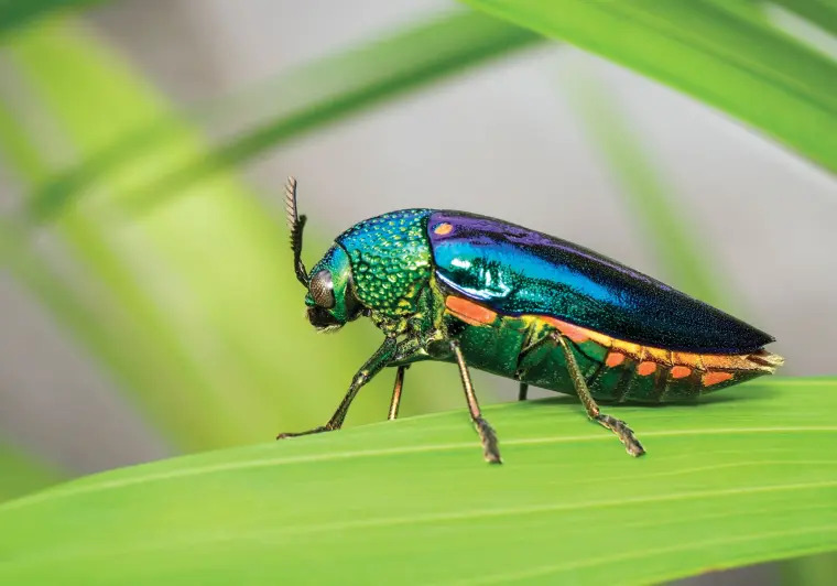 Insectes comestibles : quelles insectes sont bons à manger et quelles en sont les avantages ?