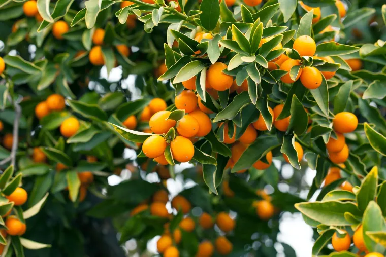 kumquat arbre où pousse-t-il