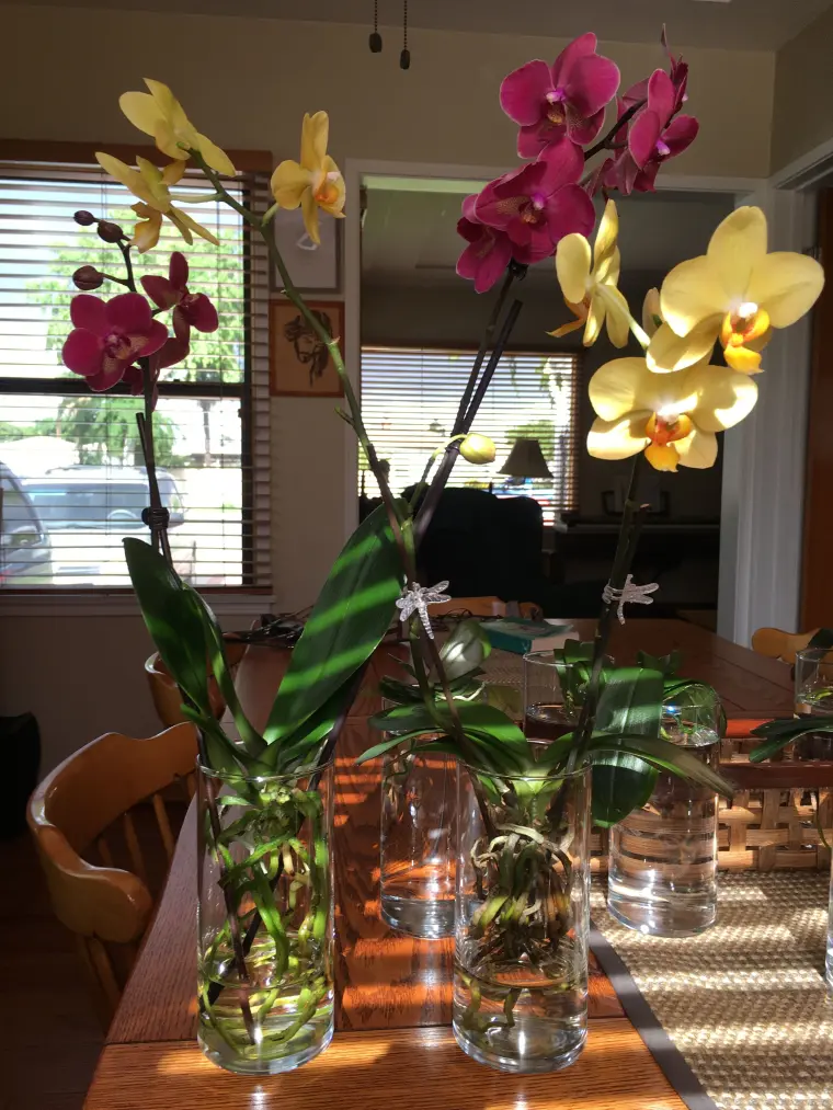 orchidée sans terreau