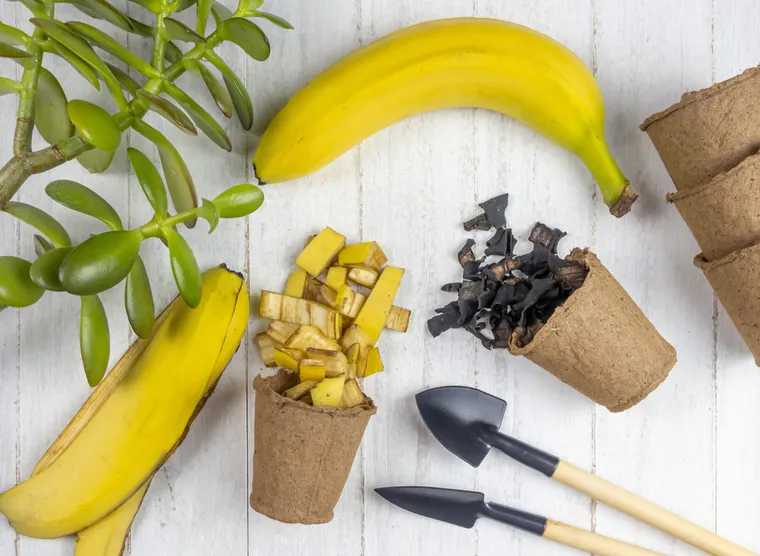 Que faire avec peau de banane ? – Toutes nos astuces pour l’utiliser au lieu de la jeter !