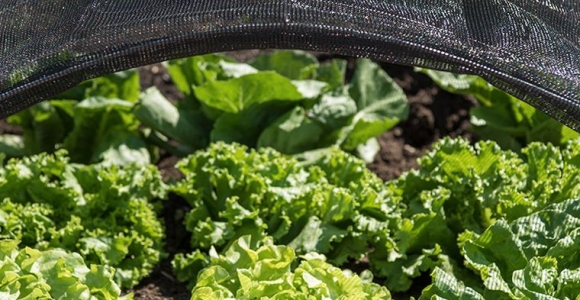 phases lunéaires printemps 2023 pour cultiver salade