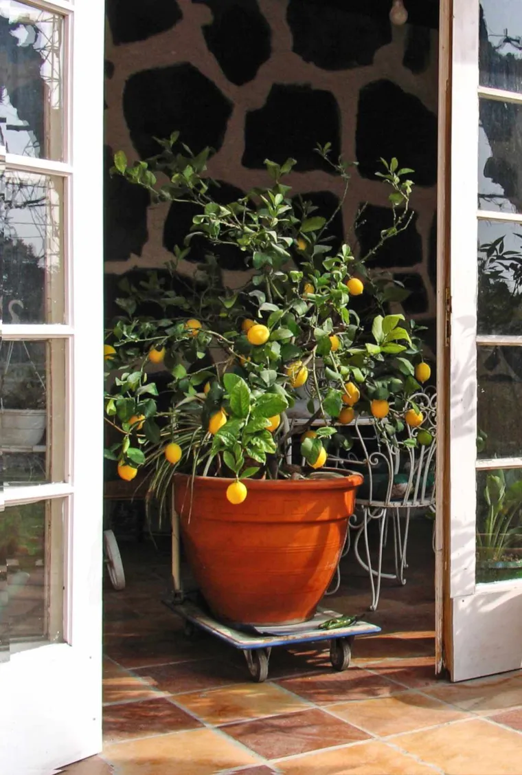 plante citron en pot entretien feuillage