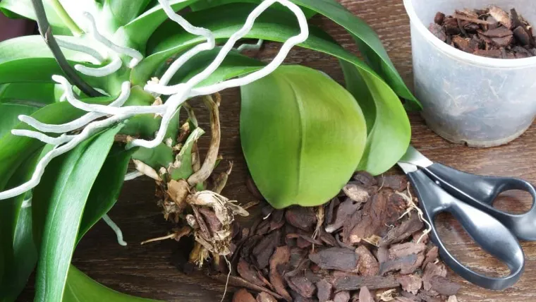 prendre soin racine tige feuilles orchidées