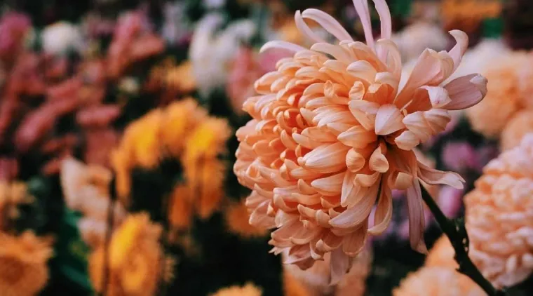 vièrge zodiaque plante porte-bonheur chrysanthèmes